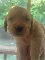 Betsy , a female Golden Retriever for sale in Winfield, TN – 2 of 6