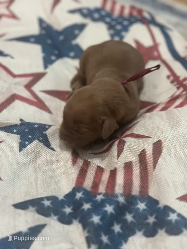 Freedom – Golden Retriever puppy for sale in Winfield, TN