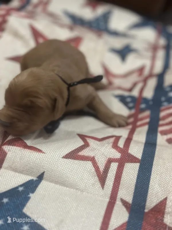 Sparkie – Golden Retriever puppy for sale in Winfield, TN