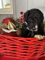 Dasher, a male Sheepadoodle for sale in Winfield, TN – Photo 2 of 4