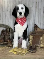 Dasher, a male Sheepadoodle for sale in Winfield, TN – Photo 3 of 4