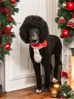 Dasher, a male Sheepadoodle for sale in Winfield, TN – Photo 4 of 4