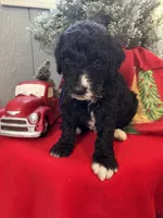 Dasher, a male Sheepadoodle for sale in Winfield, TN – Photo 1 of 4