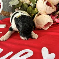 Valentino, a male Poodle - Standard  for sale in Winfield, TN – 1 of 1