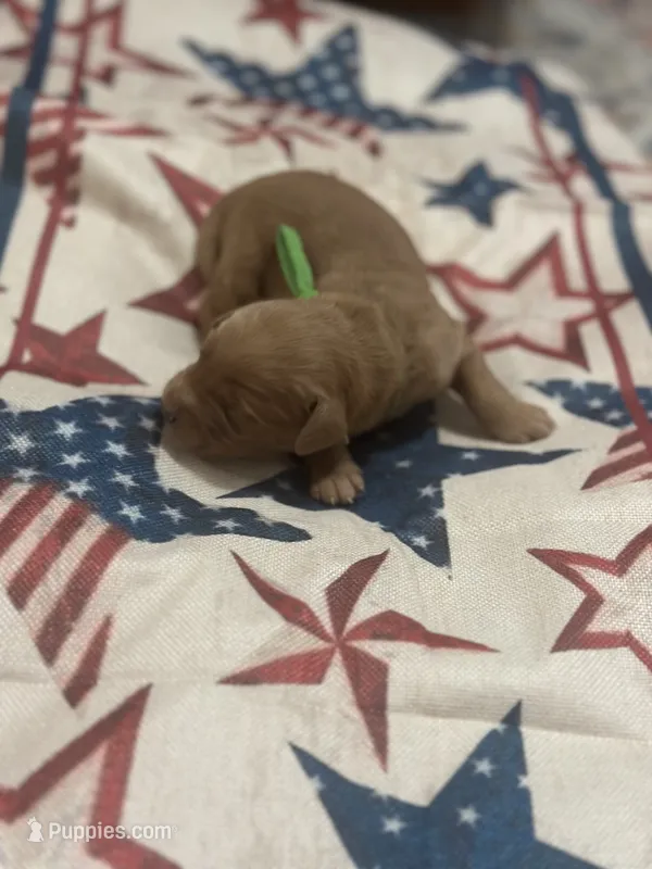 Lincoln – Golden Retriever puppy for sale in Winfield, TN