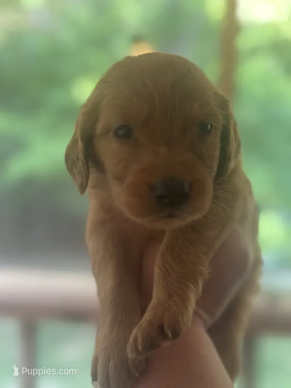 Belle – Golden Retriever puppy for sale in Winfield, TN
