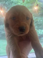 Belle, a female Golden Retriever for sale in Winfield, TN – 7 of 7