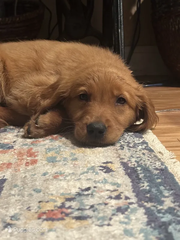 Glory – Golden Retriever puppy for sale in Winfield, TN