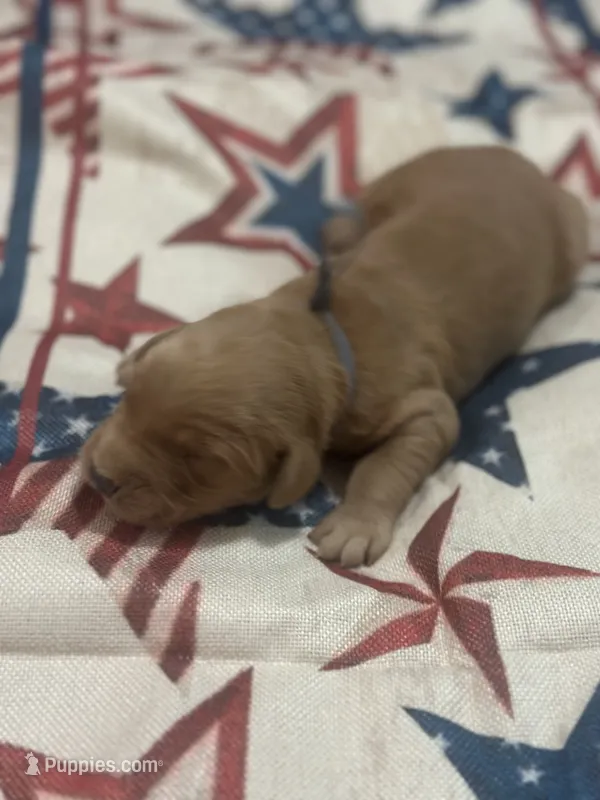 Yankee – Golden Retriever puppy for sale in Winfield, TN