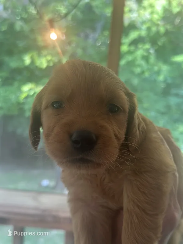 Glory – Golden Retriever puppy for sale in Winfield, TN