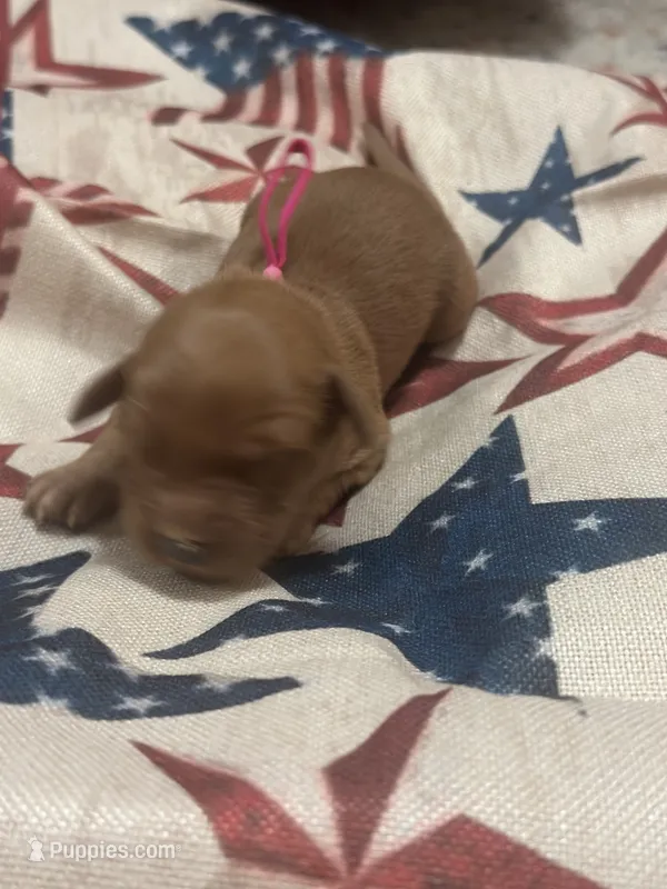 Belle – Golden Retriever puppy for sale in Winfield, TN