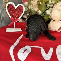 Suki, a male Poodle - Standard  for sale in Winfield, TN – 1 of 1