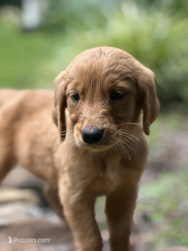 Glory – Golden Retriever puppy for sale in Winfield, TN