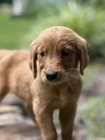 Glory, a female Golden Retriever for sale in Winfield, TN – 1 of 7