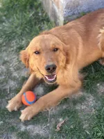 Sparkie, a male Golden Retriever for sale in Winfield, TN – 2 of 3