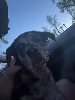 Indigo , a male Catahoula Leopard Dog for sale in Brunswick, GA – Photo 2 of 3