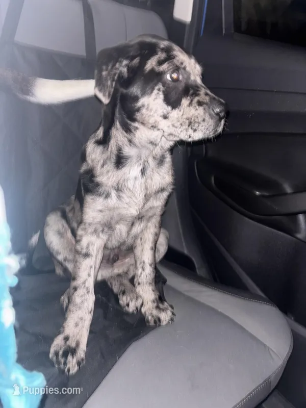 Indigo  – Catahoula Leopard Dog puppy for sale in Brunswick, GA