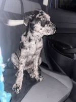 Indigo , a male Catahoula Leopard Dog for sale in Brunswick, GA – Photo 1 of 3