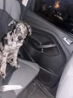 Indigo , a male Catahoula Leopard Dog for sale in Brunswick, GA – Photo 3 of 3