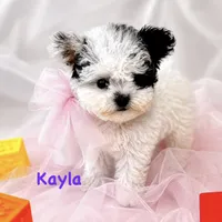 Kayla, a female Poodle - Toy  for sale in Atwater, CA – 3 of 3
