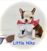 Niko, a male Boston Terrier for sale in Atwater, CA – 1 of 3