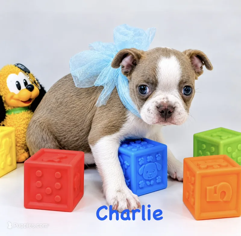 Charlie  – Boston Terrier puppy for sale in Atwater, CA