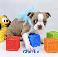 Charlie , a male Boston Terrier for sale in Atwater, CA – 1 of 1