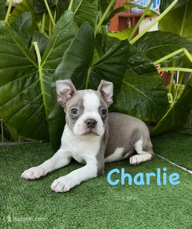 Charlie  – Boston Terrier puppy for sale in Atwater, CA