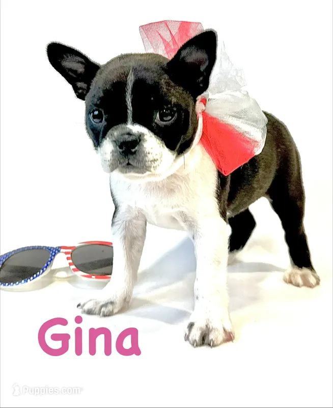 Gina – Boston Terrier puppy for sale in Atwater, CA