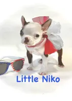 Niko, a male Boston Terrier for sale in Atwater, CA – 3 of 3
