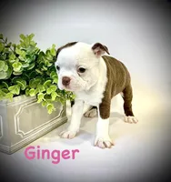 Ginger, a female Boston Terrier for sale in Atwater, CA – Photo 3 of 3