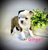 Ginger, a female Boston Terrier for sale in Atwater, CA – Photo 1 of 3