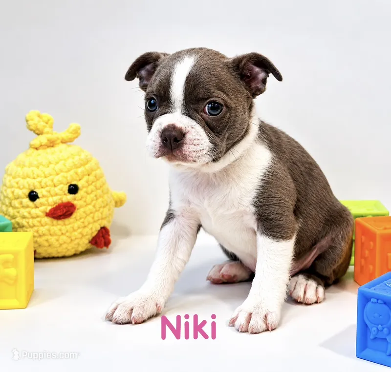 Niki – Boston Terrier puppy for sale in Atwater, CA