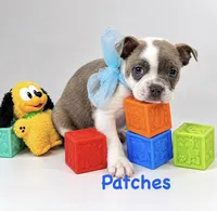 Patches, a male Boston Terrier for sale in Atwater, CA – 1 of 1