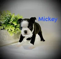 Mickey , a male Boston Terrier for sale in Atwater, CA – Photo 3 of 3