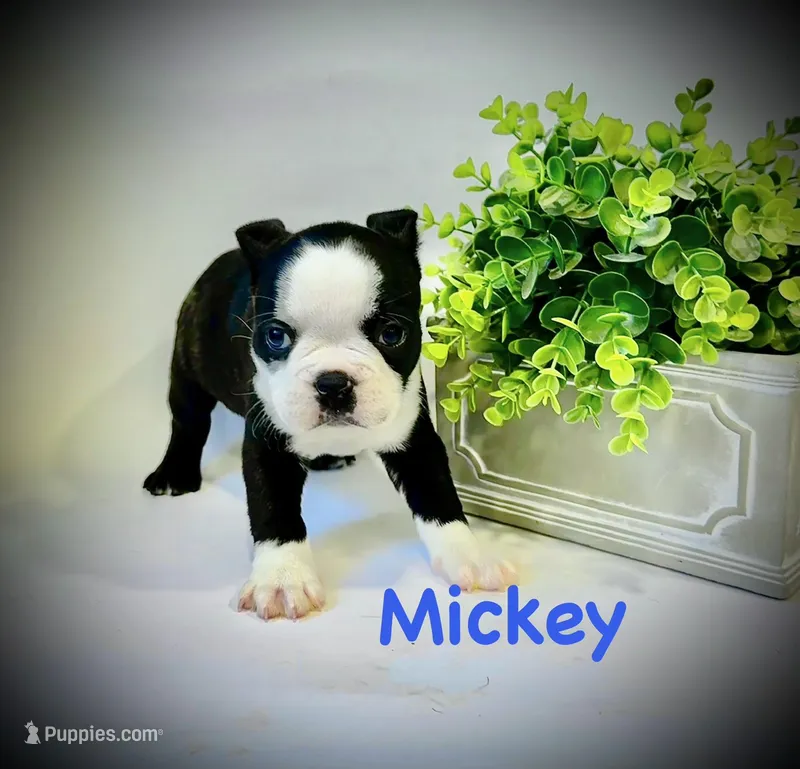 Mickey 