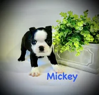 Mickey , a male Boston Terrier for sale in Atwater, CA – Photo 1 of 3