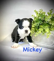 Mickey , a male Boston Terrier for sale in Atwater, CA – Photo 2 of 3
