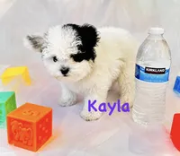 Kayla, a female Poodle - Toy  for sale in Atwater, CA – 2 of 3