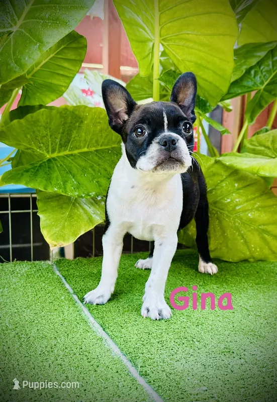 Gina – Boston Terrier puppy for sale in Atwater, CA