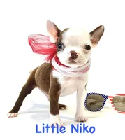 Niko, a male Boston Terrier for sale in Atwater, CA – 2 of 3