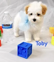 Toby, a male Poodle - Toy  for sale in Atwater, CA – 3 of 3
