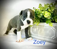 Zoey, a female Boston Terrier for sale in Atwater, CA – Photo 2 of 3