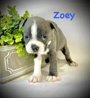 Zoey, a female Boston Terrier for sale in Atwater, CA – Photo 3 of 3