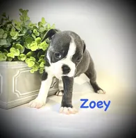 Zoey, a female Boston Terrier for sale in Atwater, CA – Photo 1 of 3