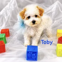 Toby, a male Poodle - Toy  for sale in Atwater, CA – 2 of 3