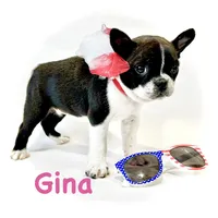 Gina, a female Boston Terrier for sale in Atwater, CA – 2 of 2