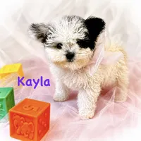Kayla, a female Poodle - Toy  for sale in Atwater, CA – 3 of 3