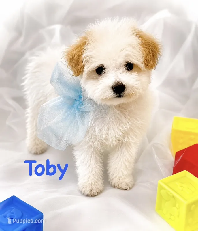 Toby – Poodle - Toy  puppy for sale in Atwater, CA