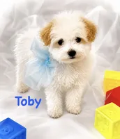 Toby, a male Poodle - Toy  for sale in Atwater, CA – 1 of 3